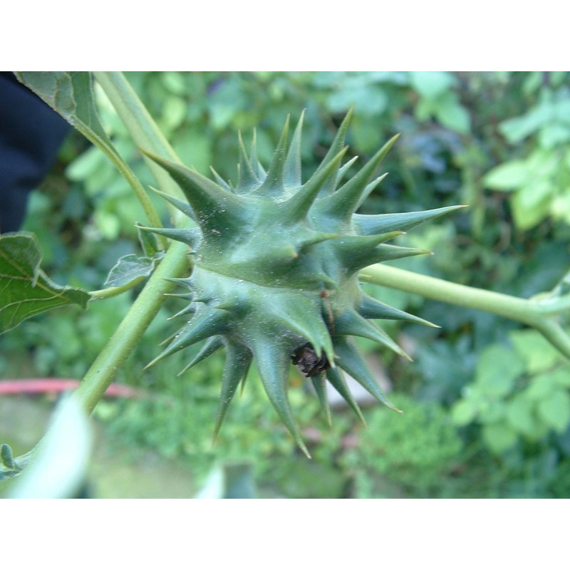 datura ferox l.