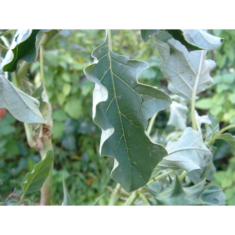 datura ferox l.