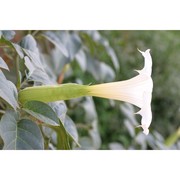 datura innoxia mill.