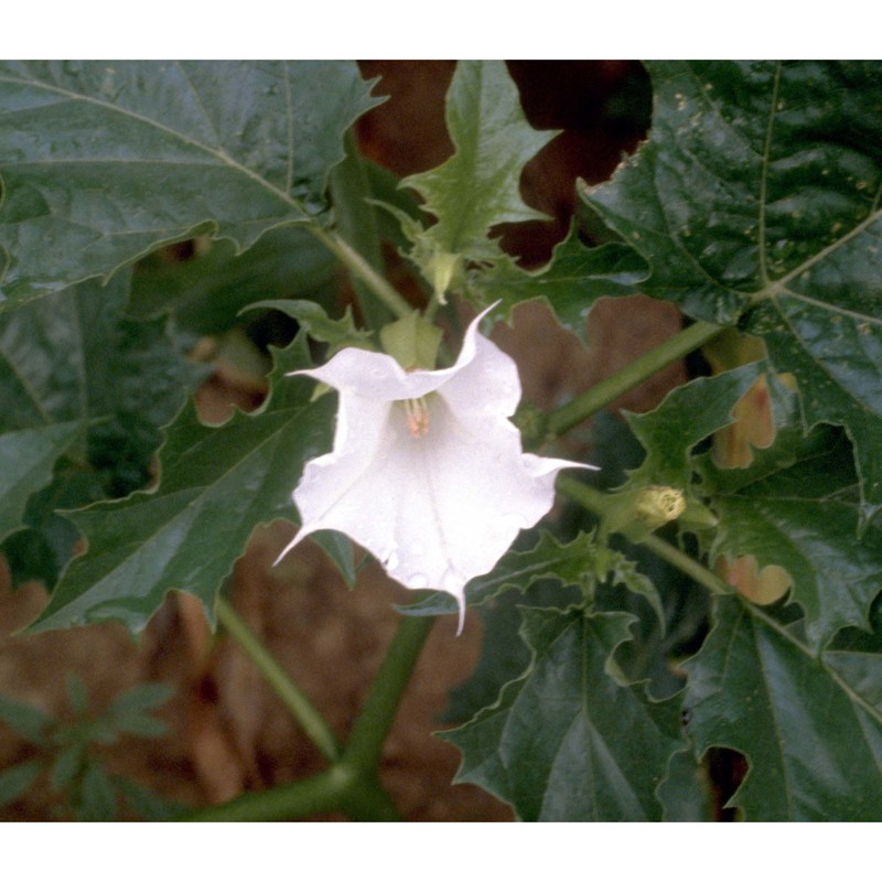 datura stramonium l.