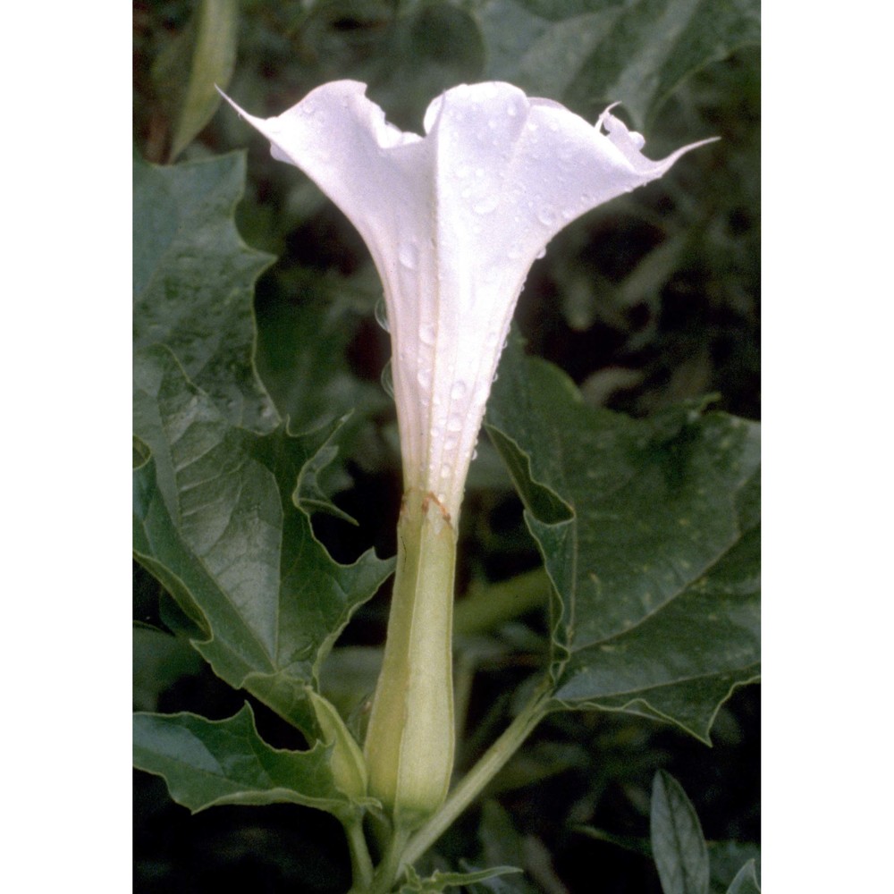 datura stramonium l.