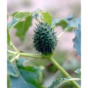 datura stramonium l.