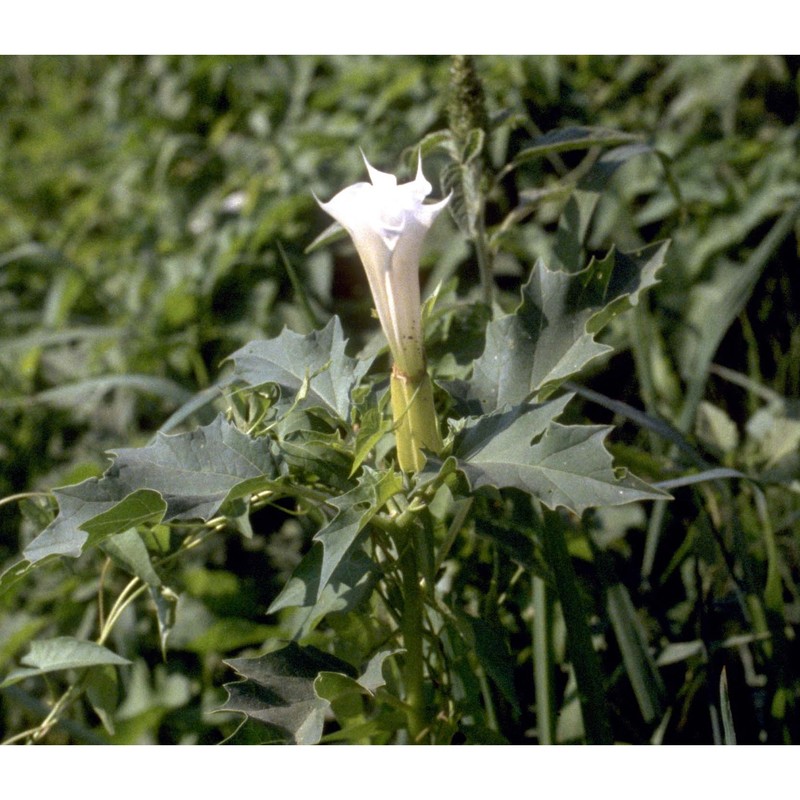 datura stramonium l.