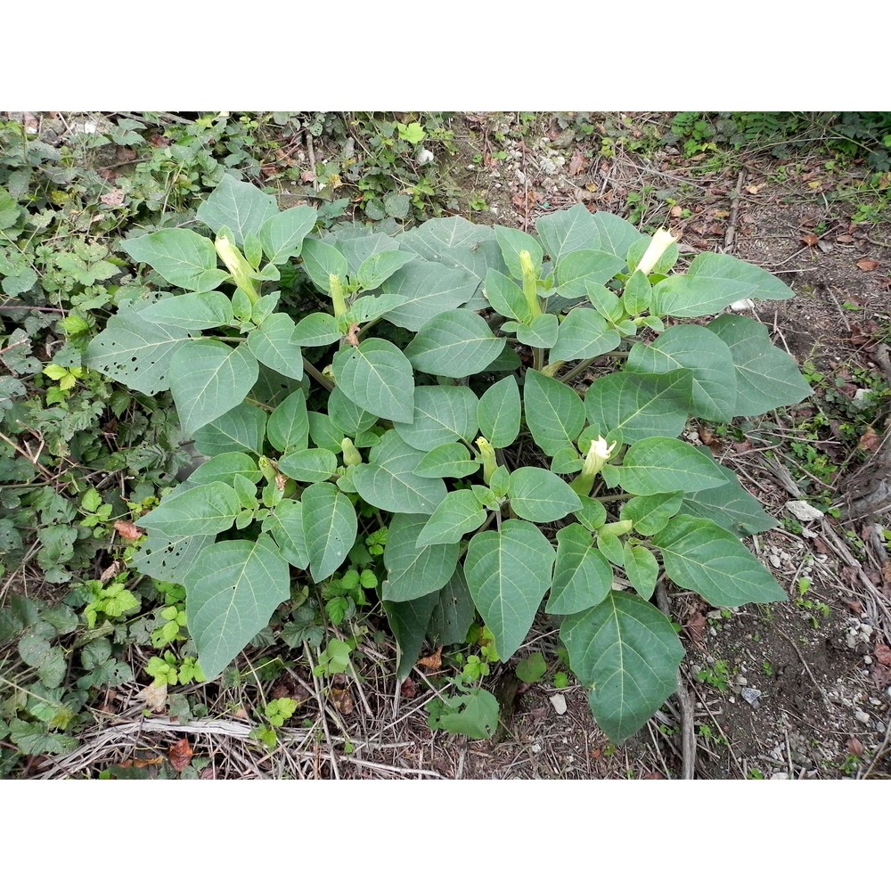 datura wrightii regel