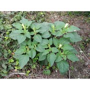 datura wrightii regel