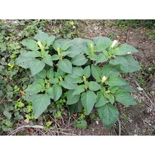 datura wrightii regel