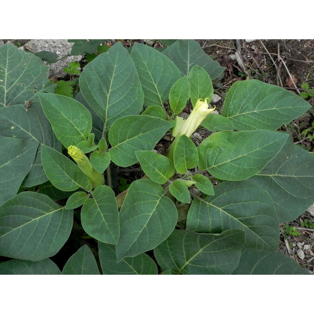 datura wrightii regel