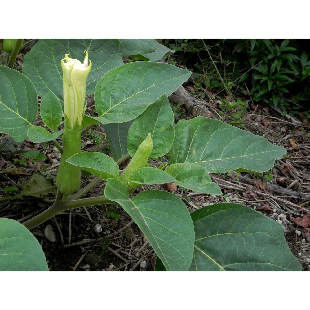 datura wrightii regel