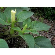 datura wrightii regel