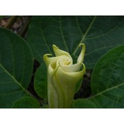 datura wrightii regel