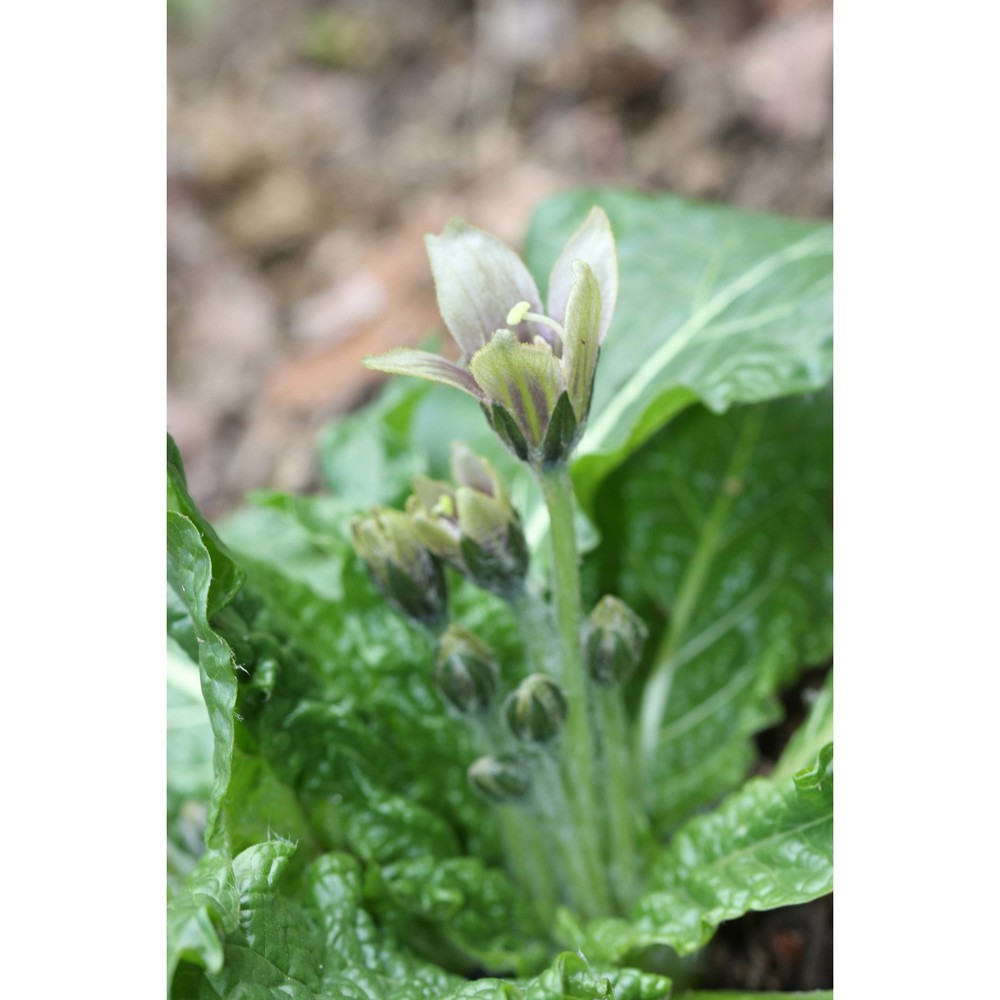 mandragora officinarum l.