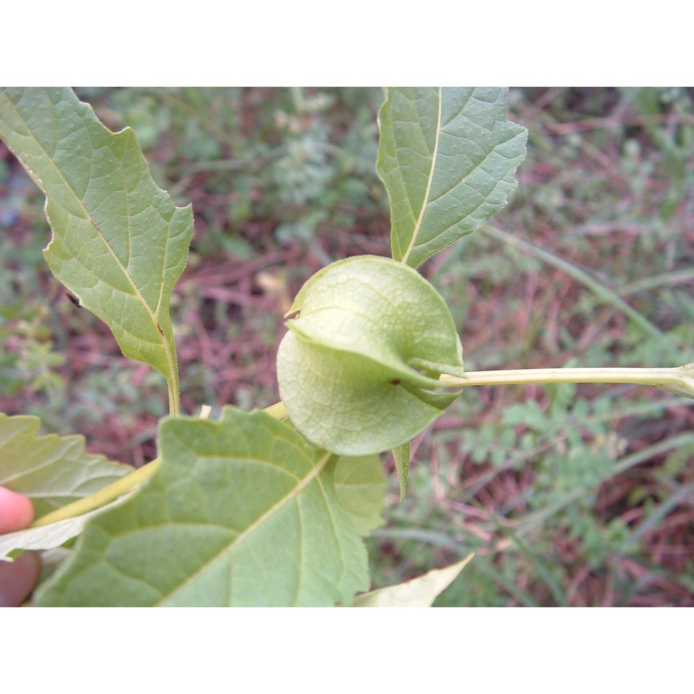 nicandra physalodes (l.) gaertn.