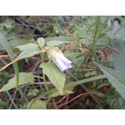 nicandra physalodes (l.) gaertn.