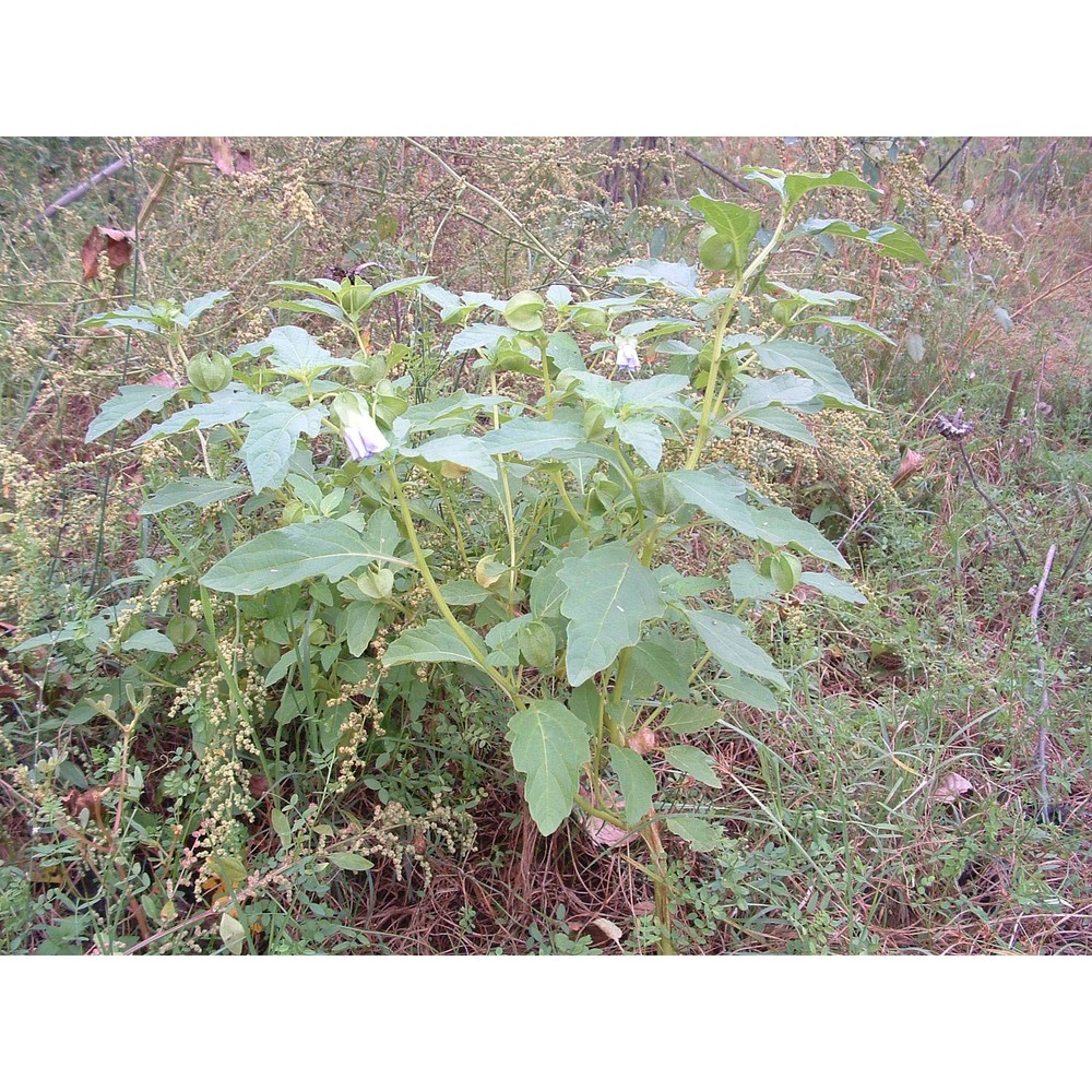 nicandra physalodes (l.) gaertn.