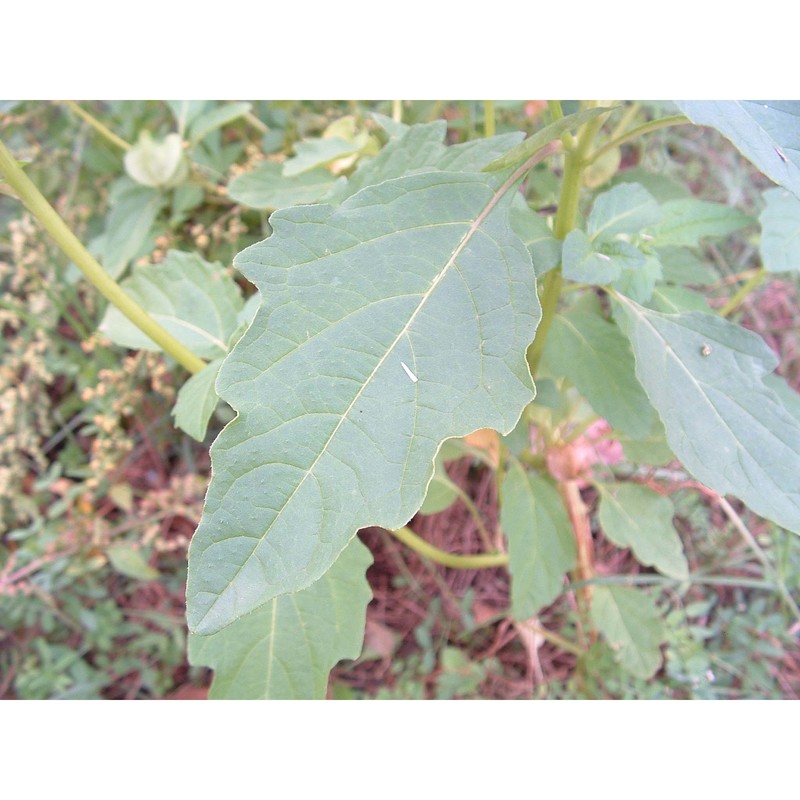 nicandra physalodes (l.) gaertn.