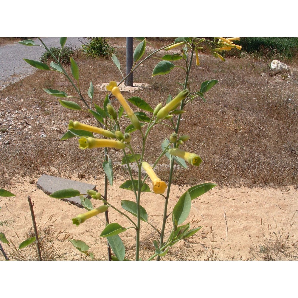 nicotiana glauca graham