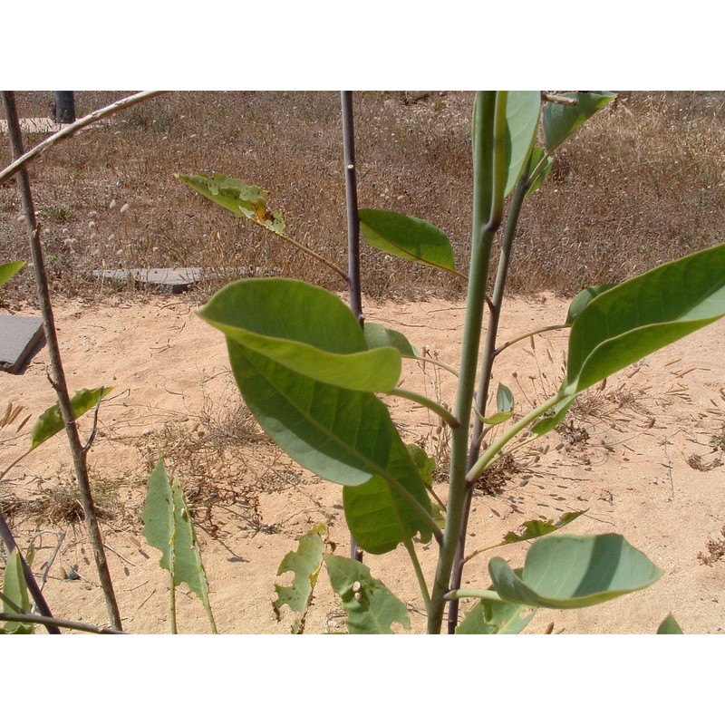 nicotiana glauca graham