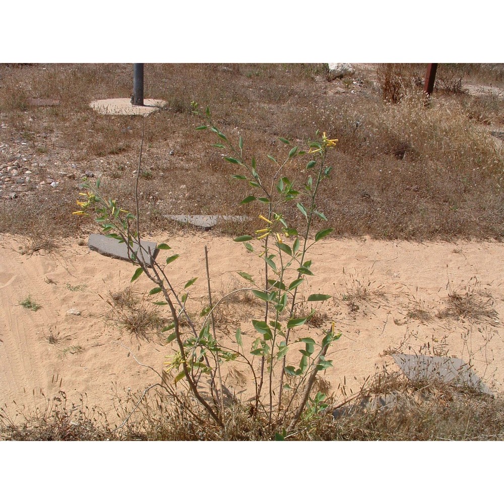 nicotiana glauca graham