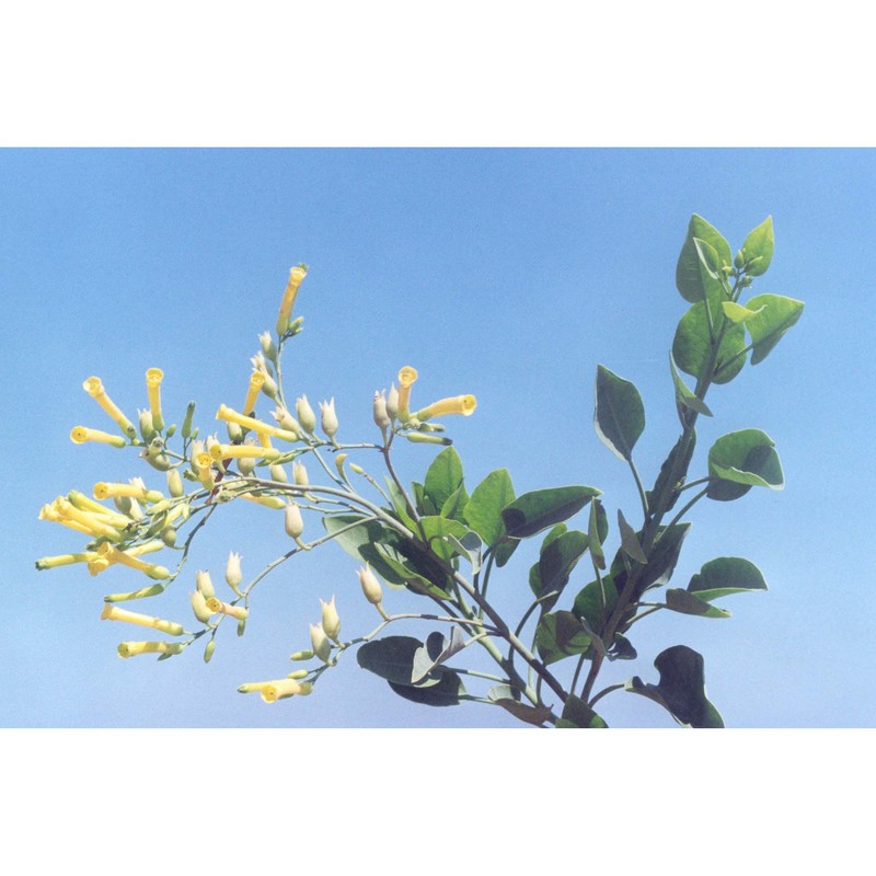 nicotiana glauca graham