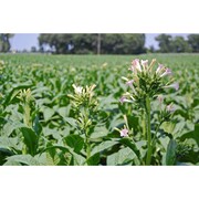 nicotiana rustica l.