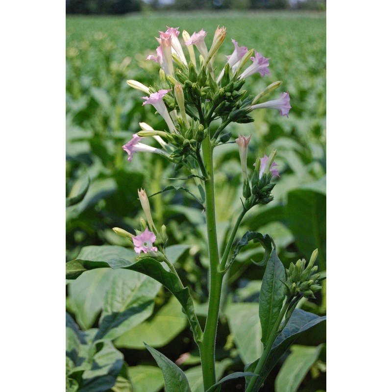 nicotiana rustica l.