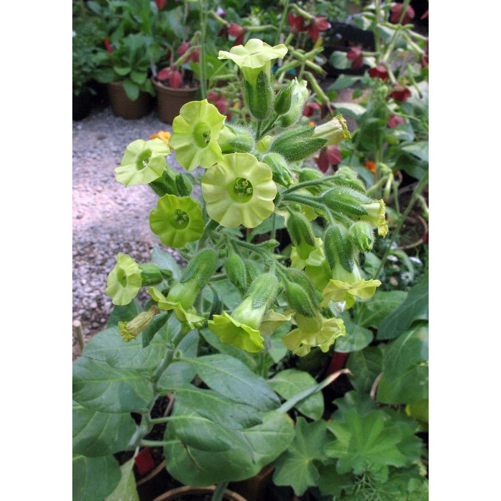 nicotiana rustica l.