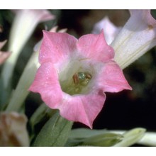 nicotiana tabacum l.