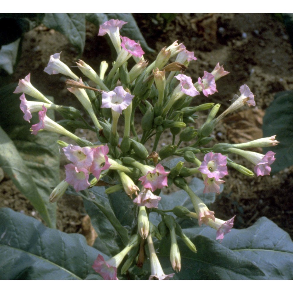 nicotiana tabacum l.