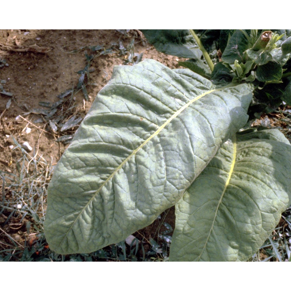 nicotiana tabacum l.