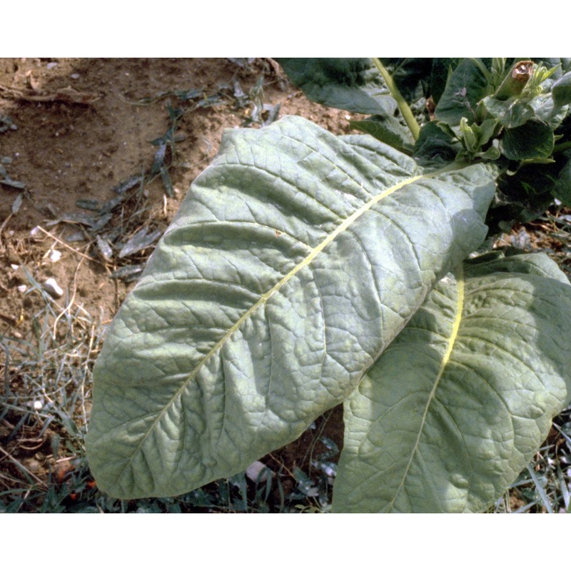 nicotiana tabacum l.