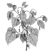 physalis nicandroides schltdl.