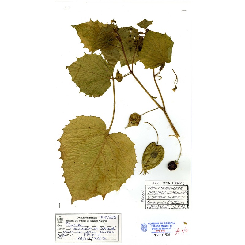 physalis nicandroides schltdl.