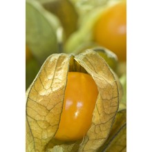 physalis peruviana l.