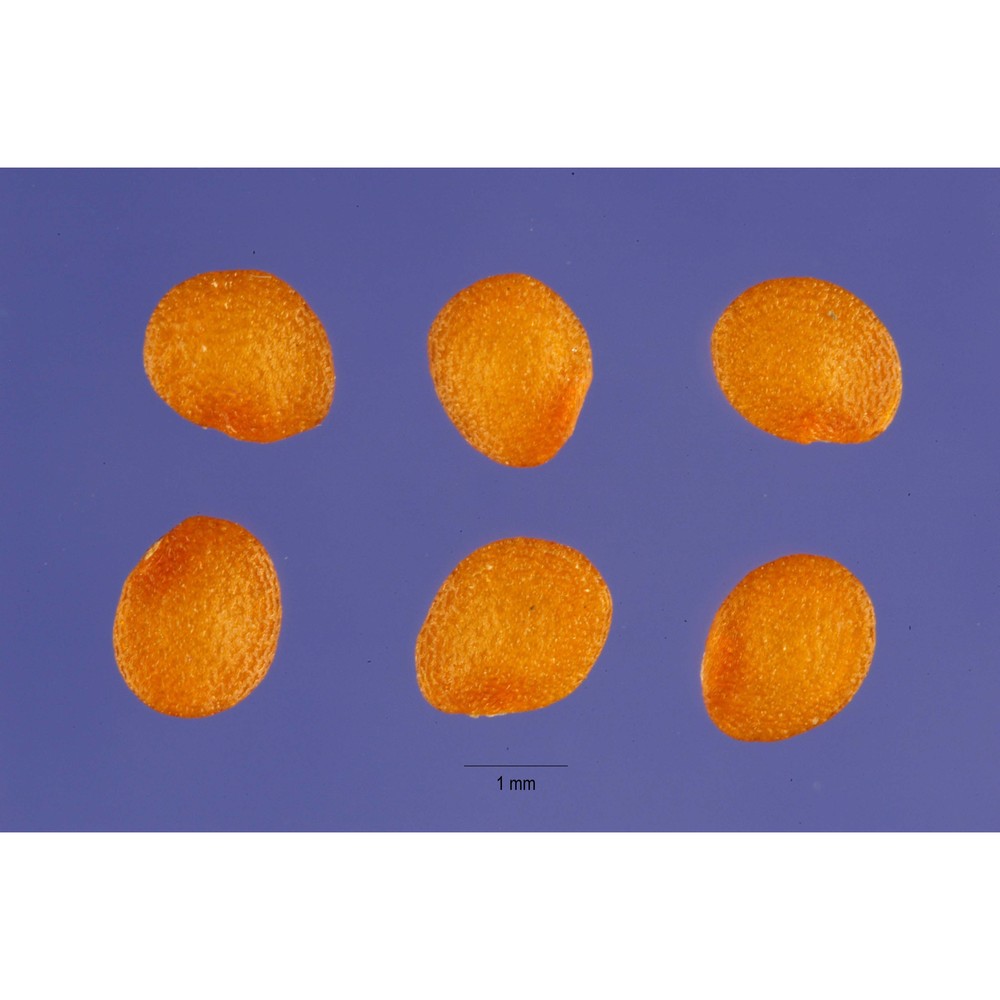 physalis pubescens l.