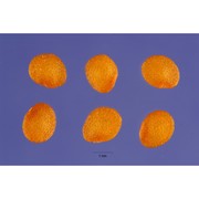 physalis pubescens l.