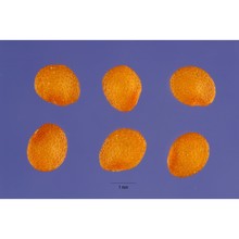 physalis pubescens l.