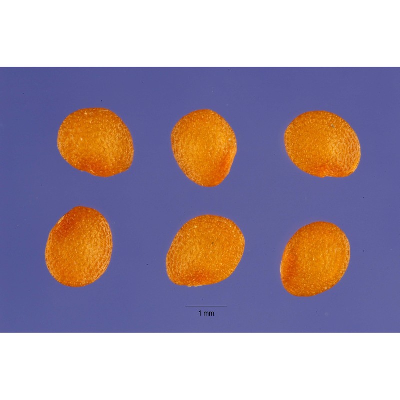 physalis pubescens l.