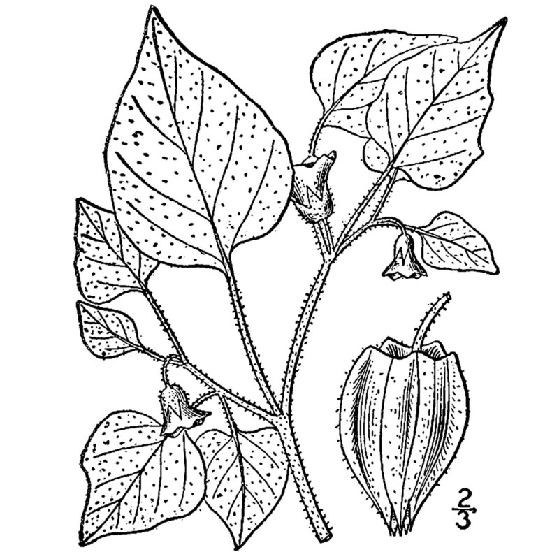 physalis pubescens l.