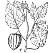 physalis pubescens l.