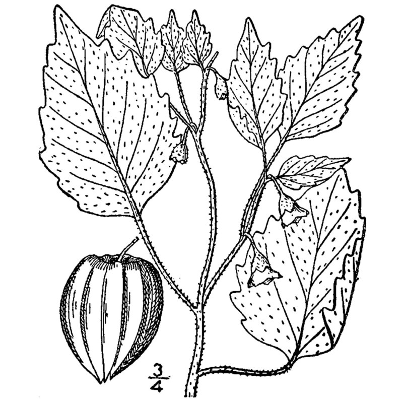 physalis pubescens l.