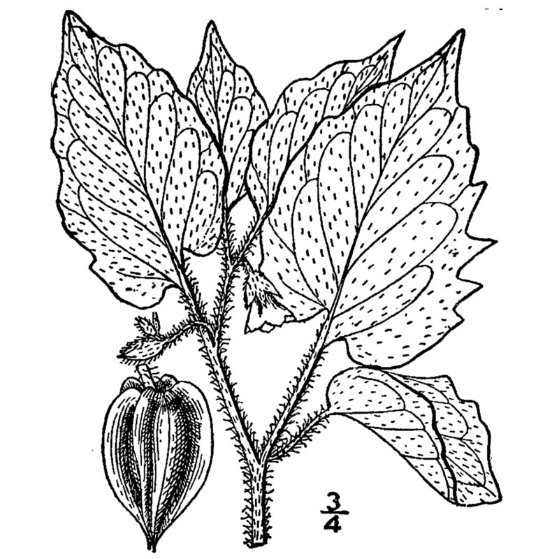 physalis pubescens l.