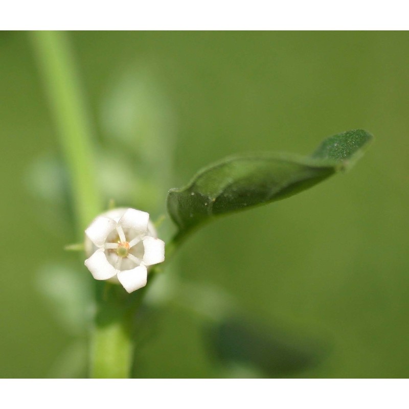 salpichroa origanifolia (lam.) thell.