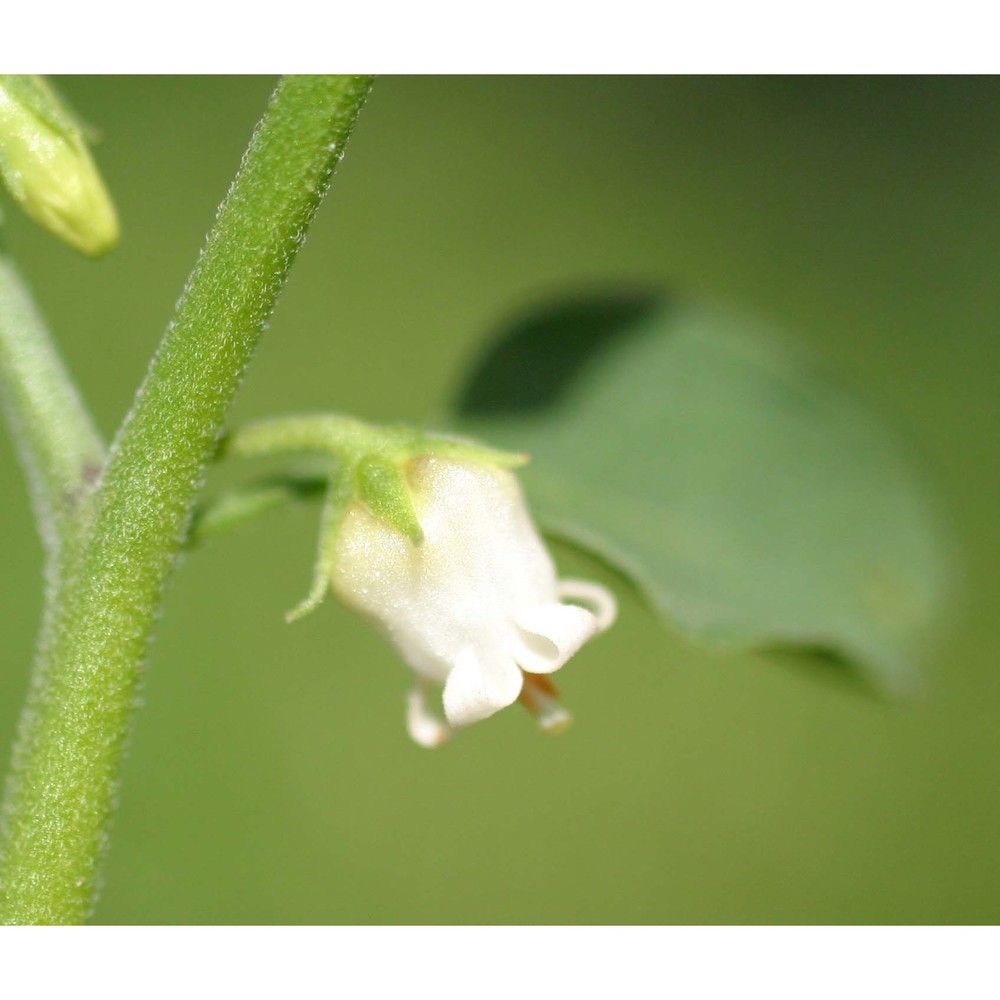 salpichroa origanifolia (lam.) thell.