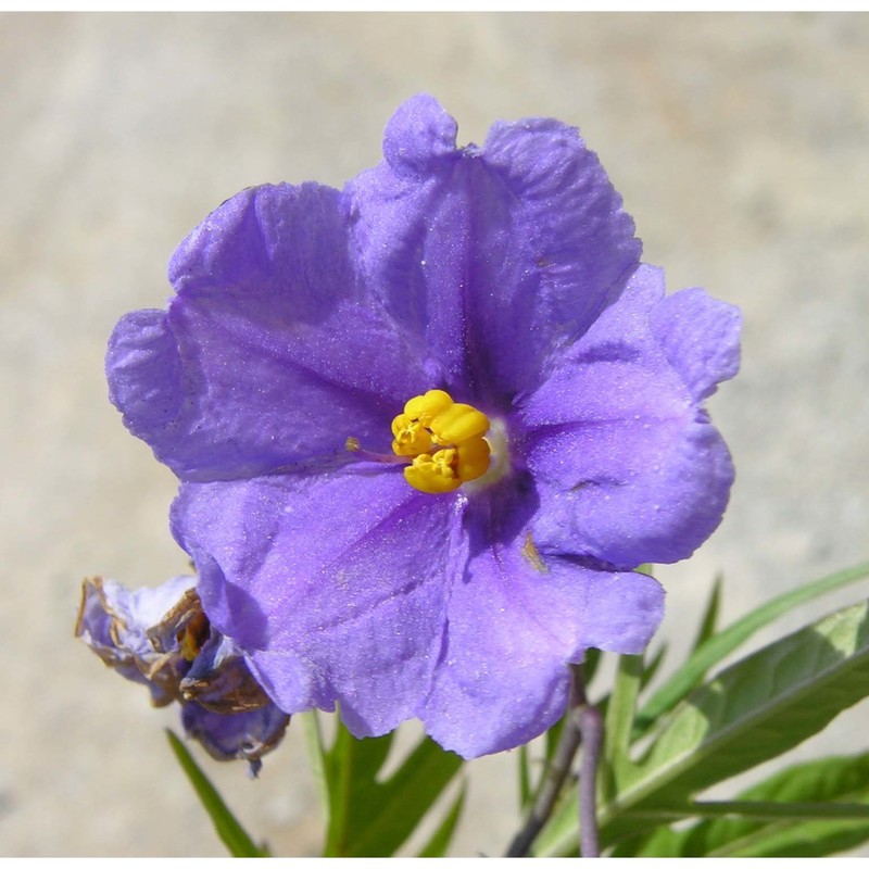 solanum aviculare g. forst.