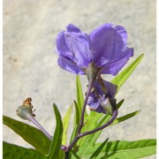 solanum aviculare g. forst.