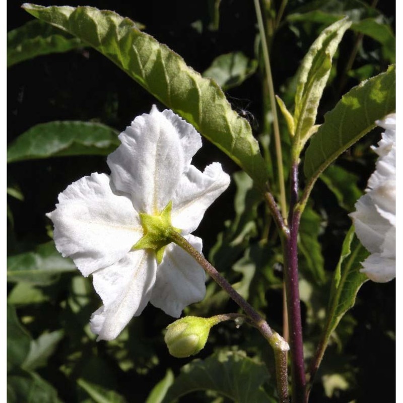 solanum bonariense l.