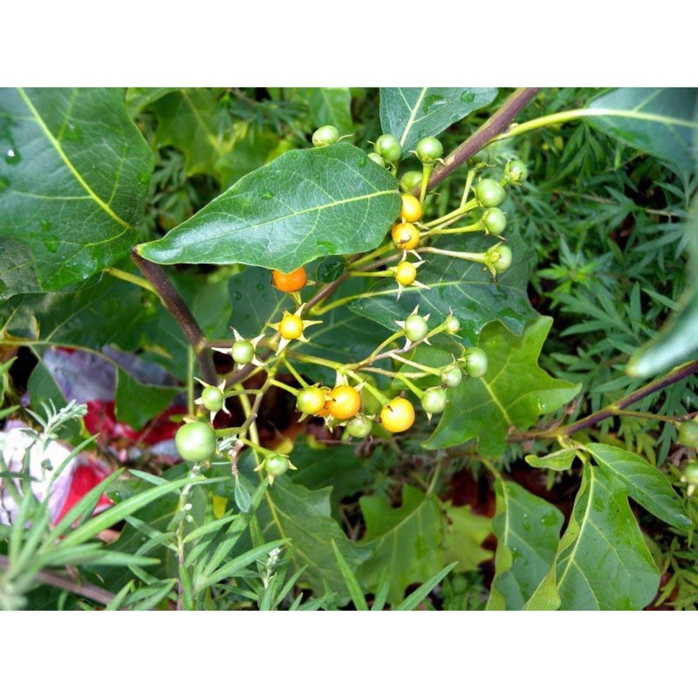 solanum bonariense l.