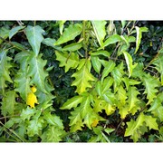 solanum bonariense l.