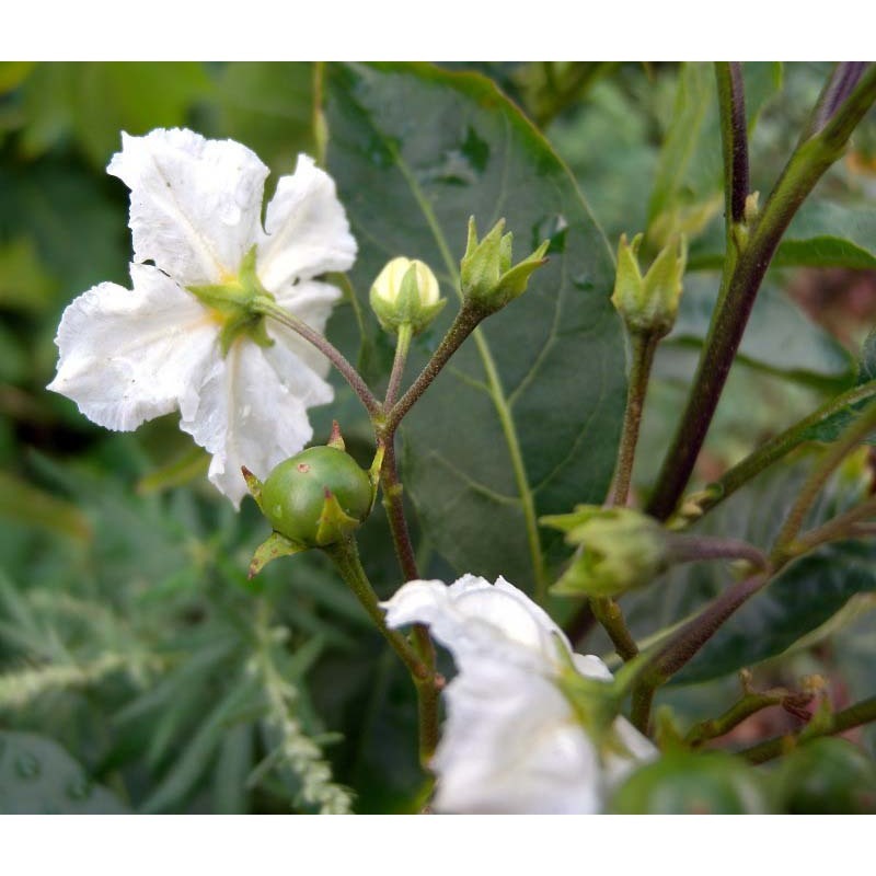 solanum bonariense l.