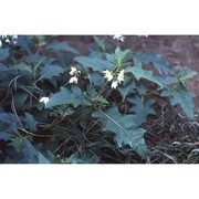 solanum carolinense l.